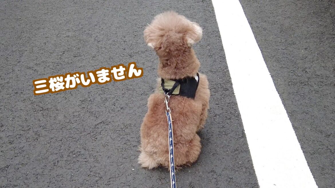 久々に兄妹別でお散歩へ行ったら妹犬がいなくて歩こうとしない兄犬がこちら