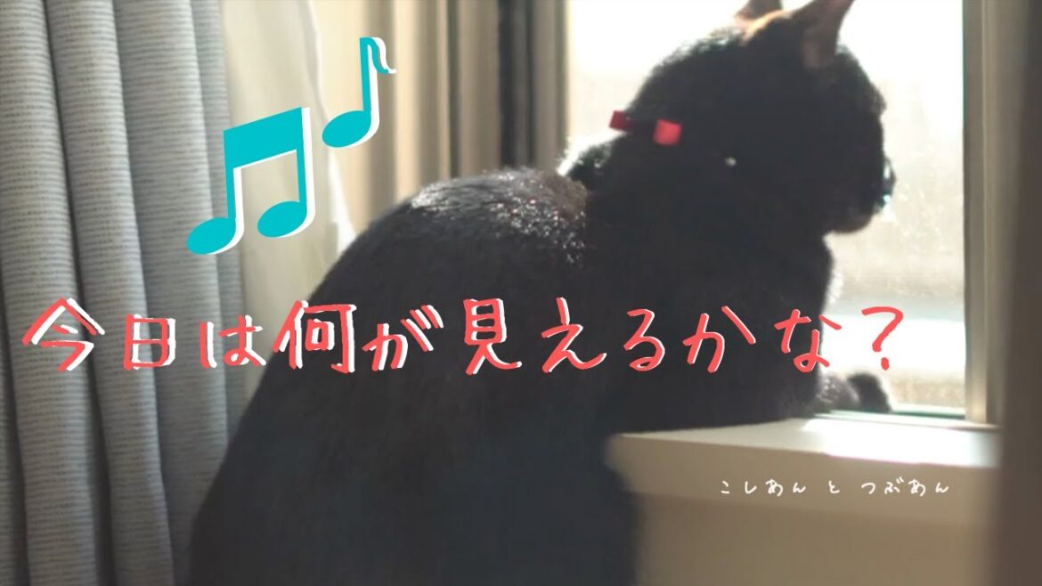 窓の外を眺める猫たち【足長マンチカン】【ボンベイ】
