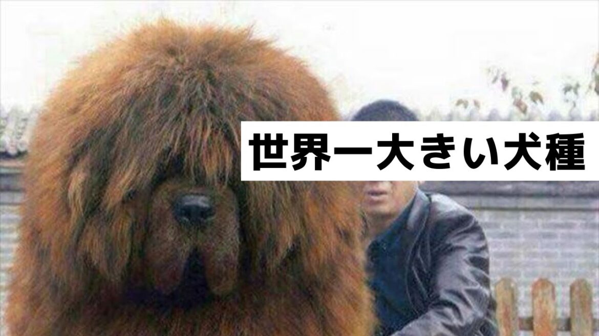 【志村動物園でも紹介】 大きな犬種ランキング【I Loveみんなの動画園】