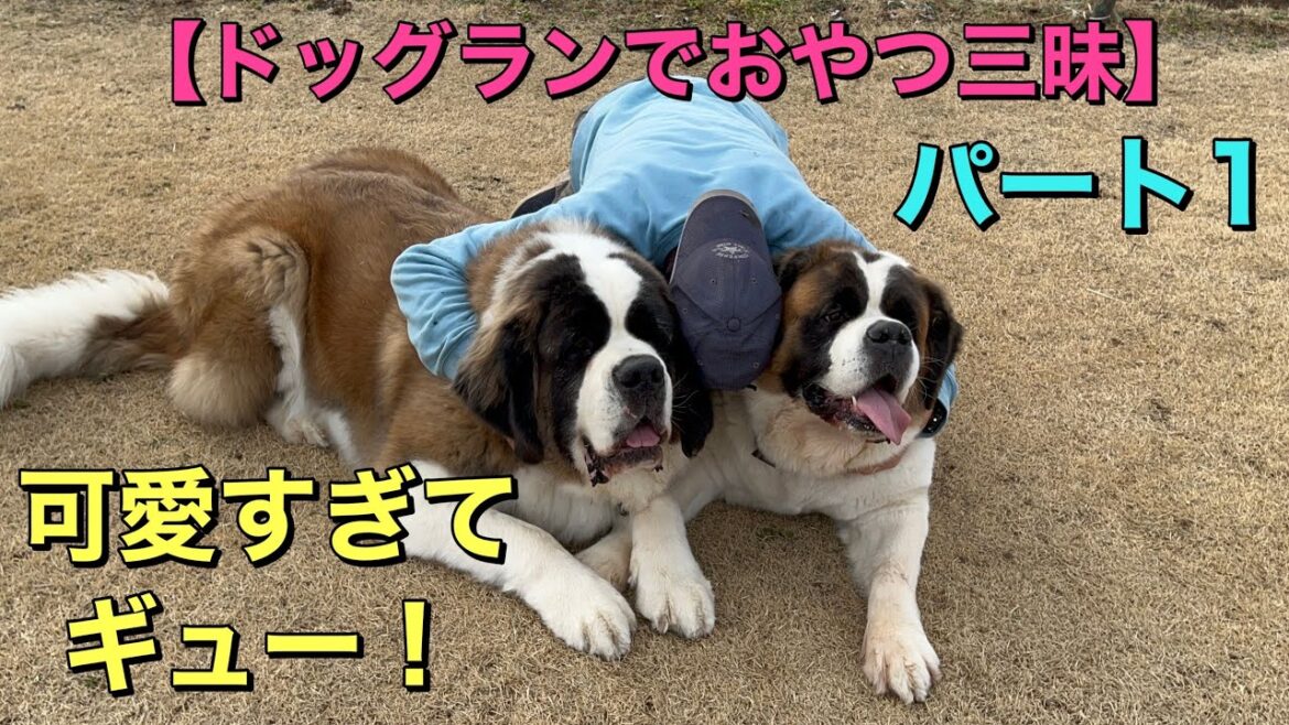 【超大型犬セントバーナード】ファミリーパークドッグランでおやつ三昧　パート1