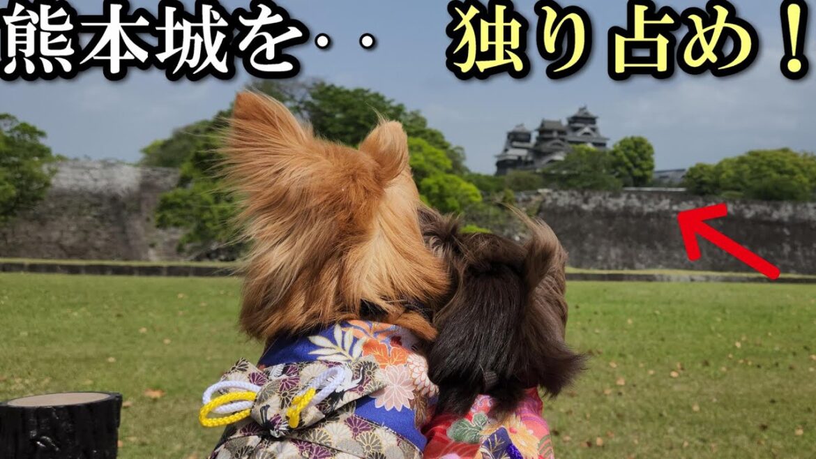 チワワと熊本城で一緒に過ごす最高の時間! チワワと熊本城で一緒に過ごす最高の時間!