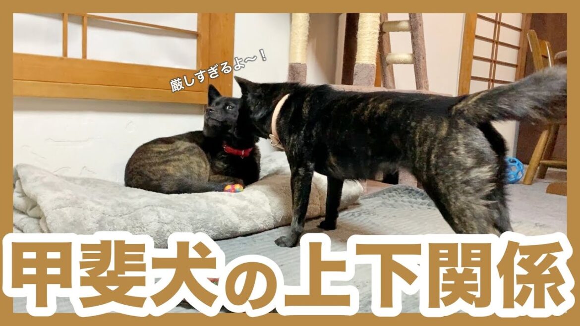 【甲斐犬】まるで運動部！甲斐犬は上下関係がしっかりしててカッコ良すぎる！