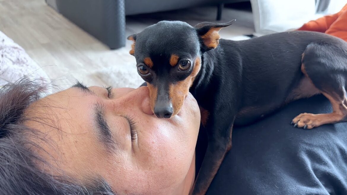 愛犬たちが人間の上でプロレスをするんです…