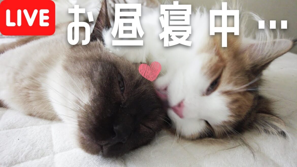 お昼寝日和！保護猫＆美人猫すやすや生放送！【シャム猫・シャムミックス/ノルウェージャンフォレストキャット】