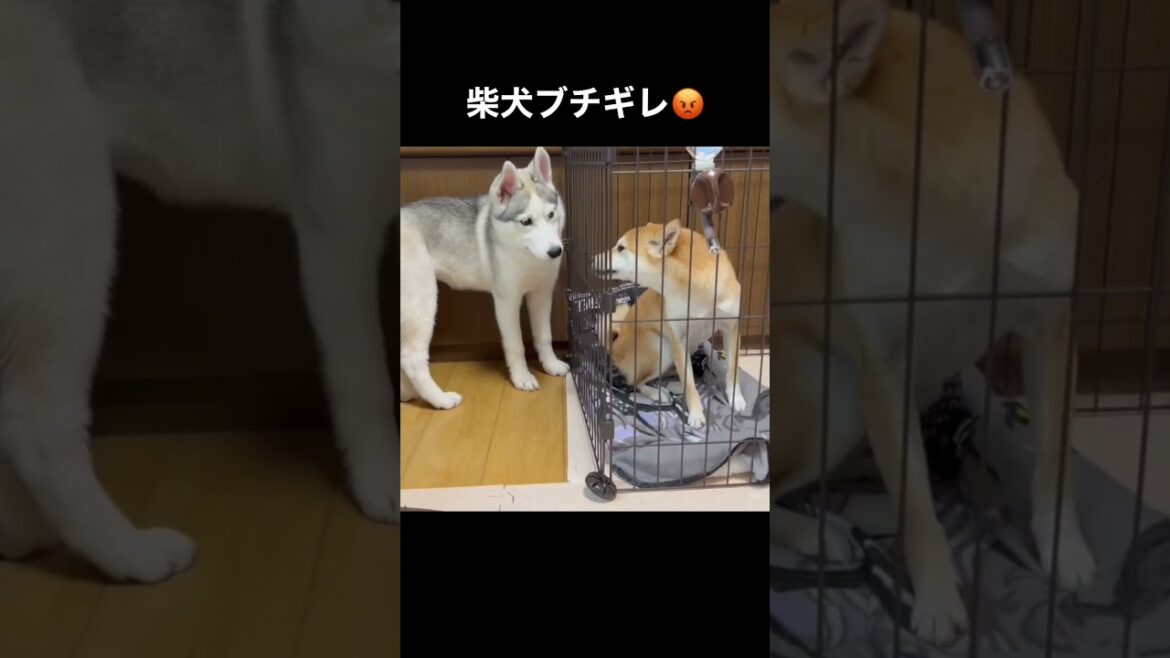 柴犬の昼寝を邪魔してブチギレられるシベリアンハスキーの子犬 #shorts