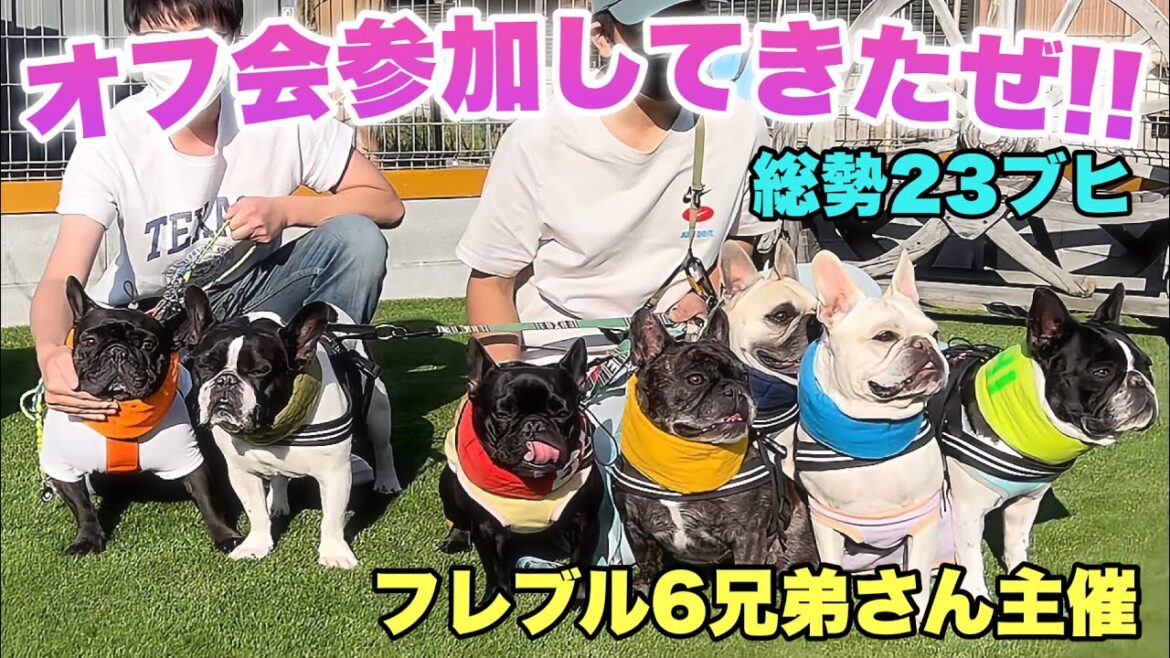 【オフ会初参戦】フレブル6兄弟さん主催のオフ会に参加したら最弱な愛犬がとうとう覚醒した！【フレンチブルドッグ】