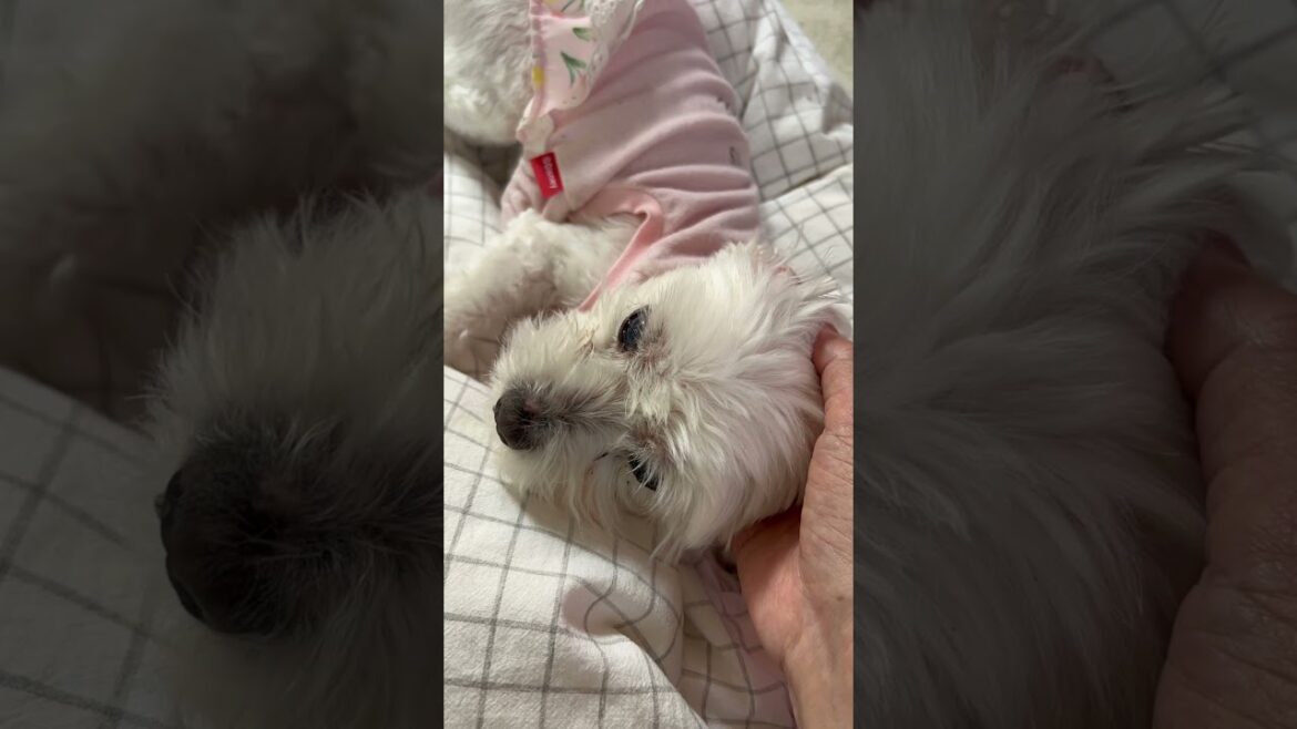 16歳マルチーズの寝起き　#shorts #マルチーズ #みっちゃんねる