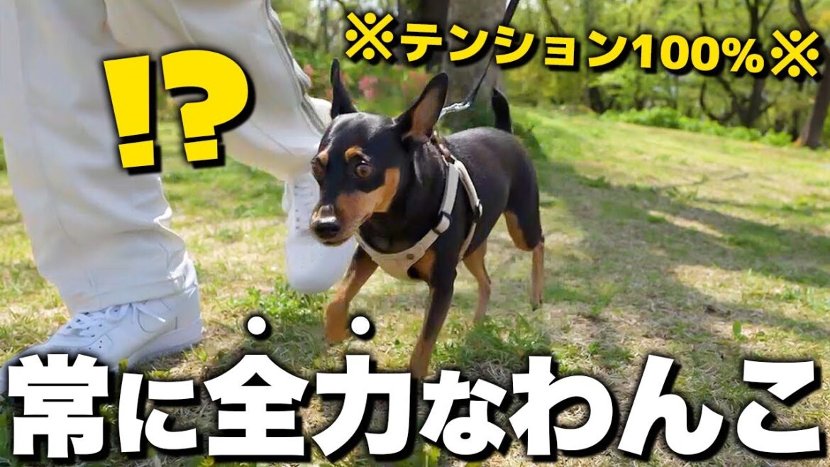 しっかり事故！テンション100％のわんこと過ごす『300％で蜂から逃げる１日』