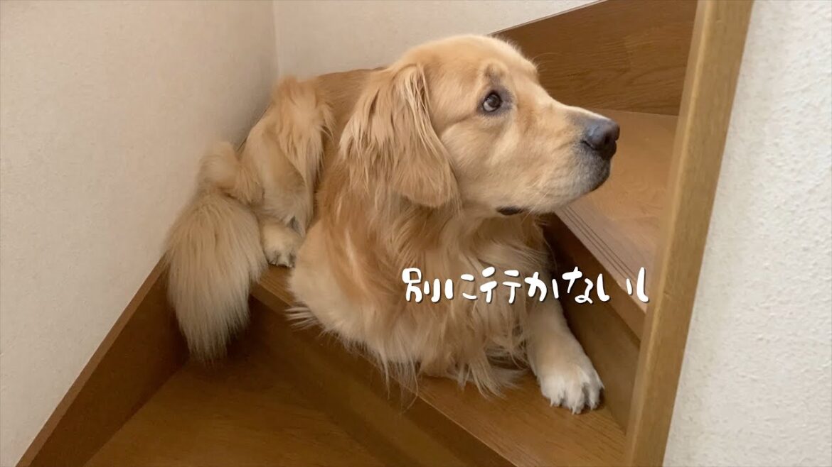 言いつけを守りたい気持ちを持ちながらも、立ち入り禁止の寝室にいる大好きな姉を目指す愛犬