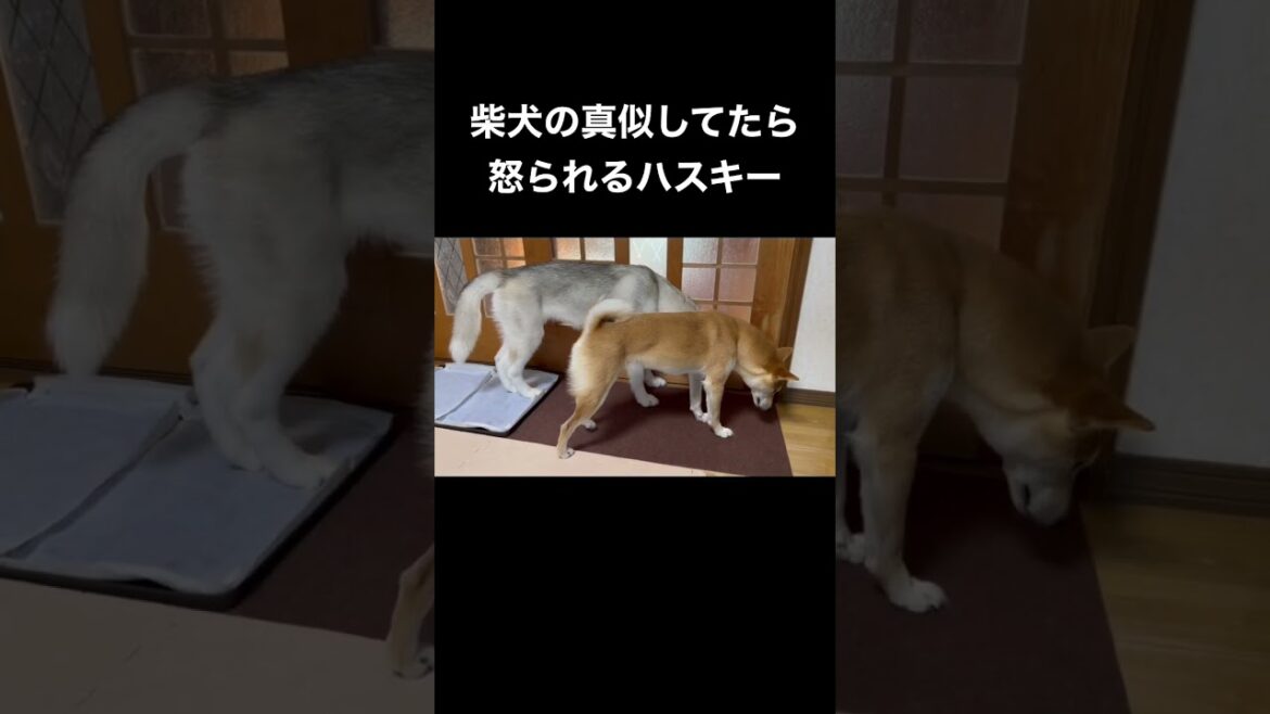 柴犬の真似してたら怒られるシベリアンハスキー #shorts