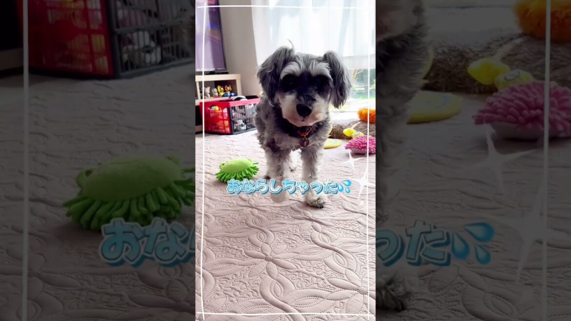 日曜日の昼下がり #シュナウザー #ミニチュアシュナウザー #schnauzer #dog #ミニシュナ #犬 #犬との暮らし