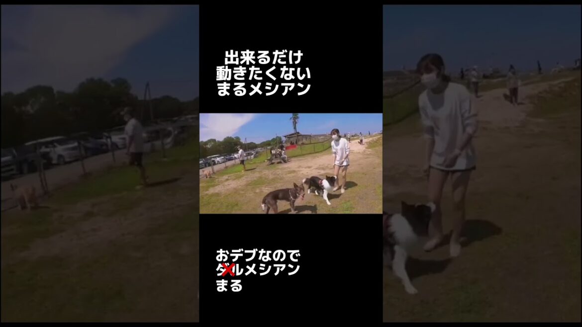 おデブなズル！ダルメシアンw #shorts #ダルメシアン #英国ゴールデンレトリバー