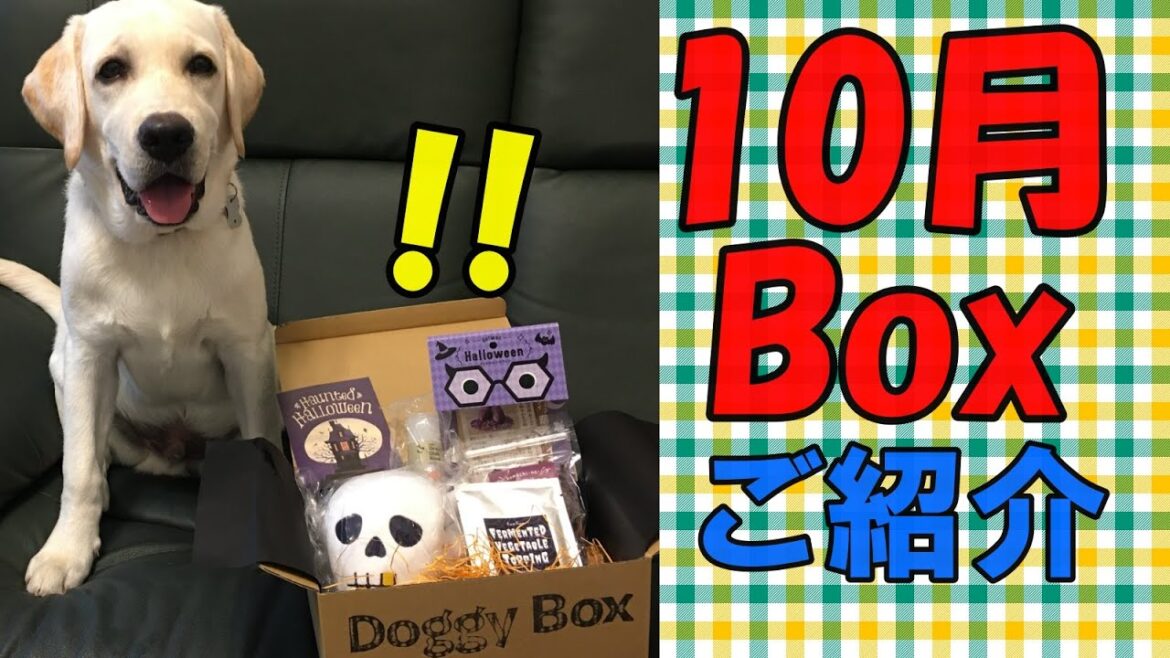 【Doggy Box】10月Boxご紹介～ラブラドールレトリーバー～