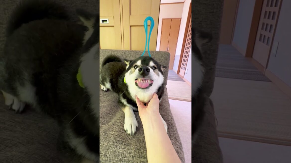 【恍惚】唸る柴犬を揉みほぐしたら気持ち良すぎた...。