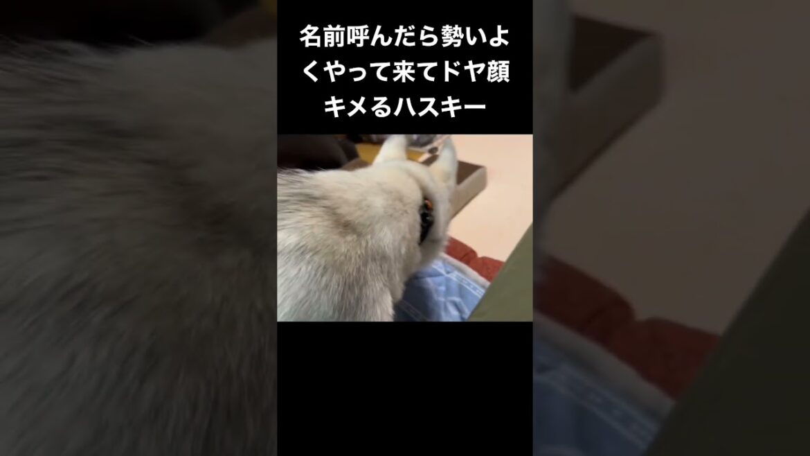 呼んだら勢いよくやって来てドヤ顔キメるシベリアンハスキーの子犬 #shorts