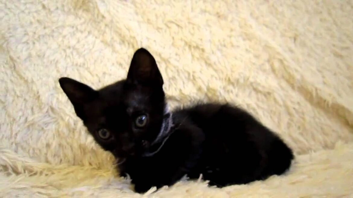 2010 10 5 ボンベイ白　05