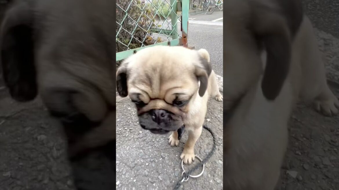 [パグ]階段に挑む🐶ｶﾞﾝﾊﾞﾙ🔥 (challenge the stairs) #shorts