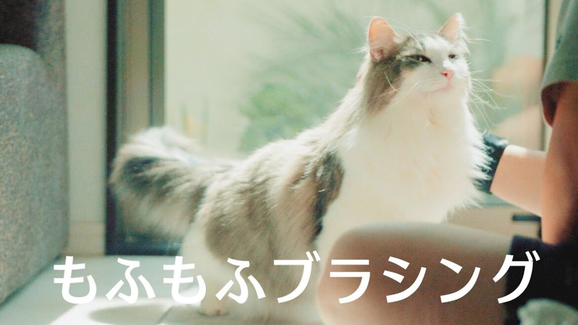 【ノルウェージャンフォレストキャット】ぽかぽか春のモフモフブラッシング【猫の日常】The fluffy cat live in japan.【週末ポカポカ日記】