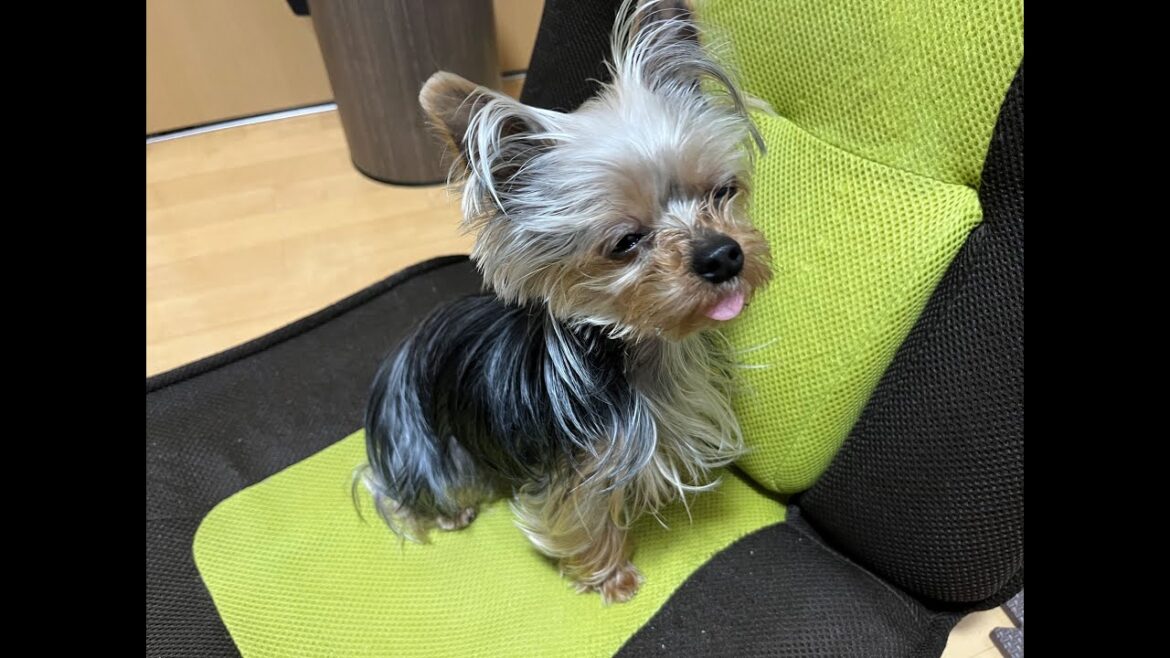1歳になっても塗り薬が嫌いなヨークシャテリア