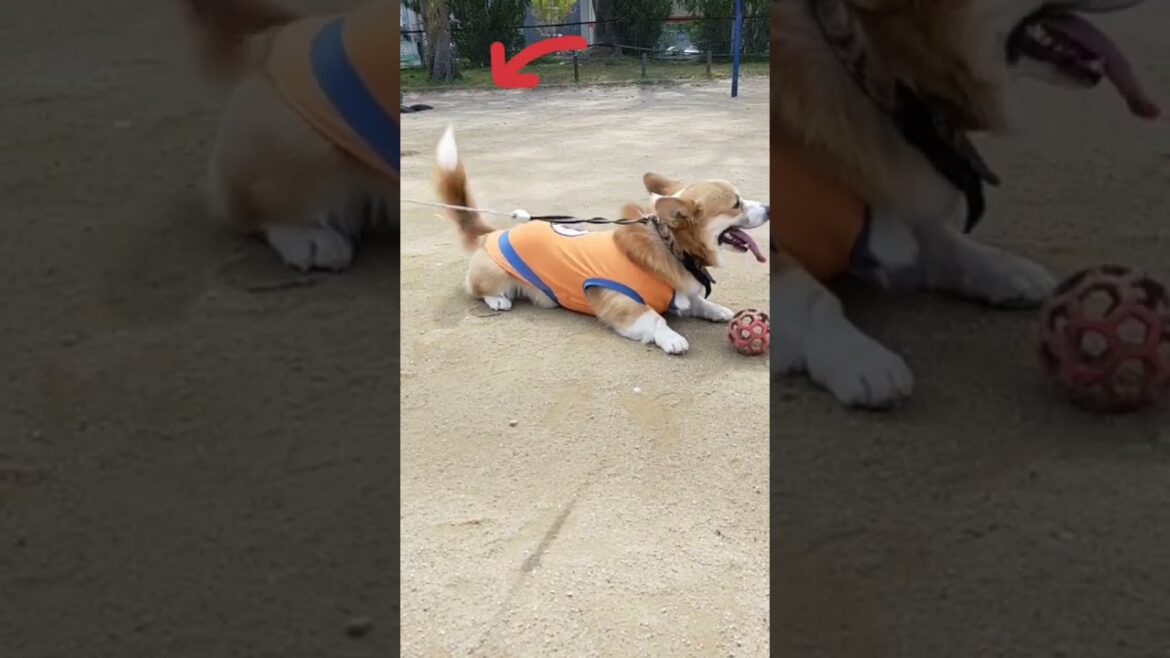 ふぉーみゅらワン！🐶 / Formula Wan🐶  #shorts #尻尾ありコーギー #犬のいる暮らし #corgi