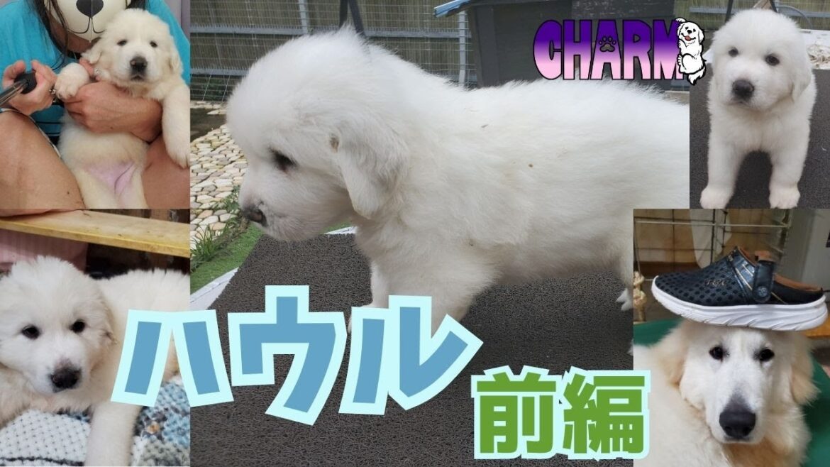 【イーライとナウシカの息子】ハウル紹介動画！前編！【グレートピレニーズ】