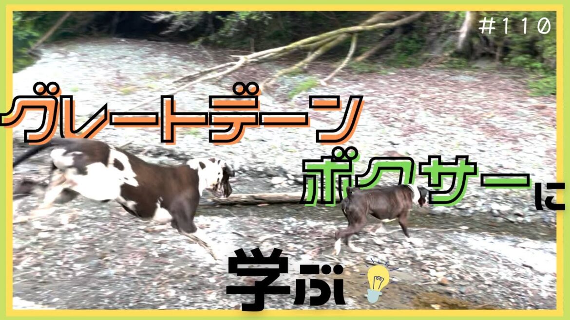 【グレートデーン】初川遊び♪ボクサーに遊び方を学びます
