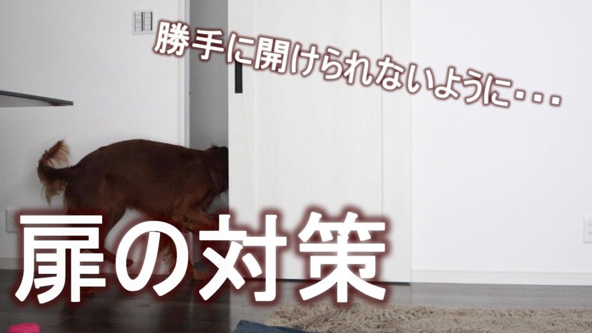 【DIY】琥太郎がリビングの扉を勝手に開けないように対策しました｜アイリッシュセッター