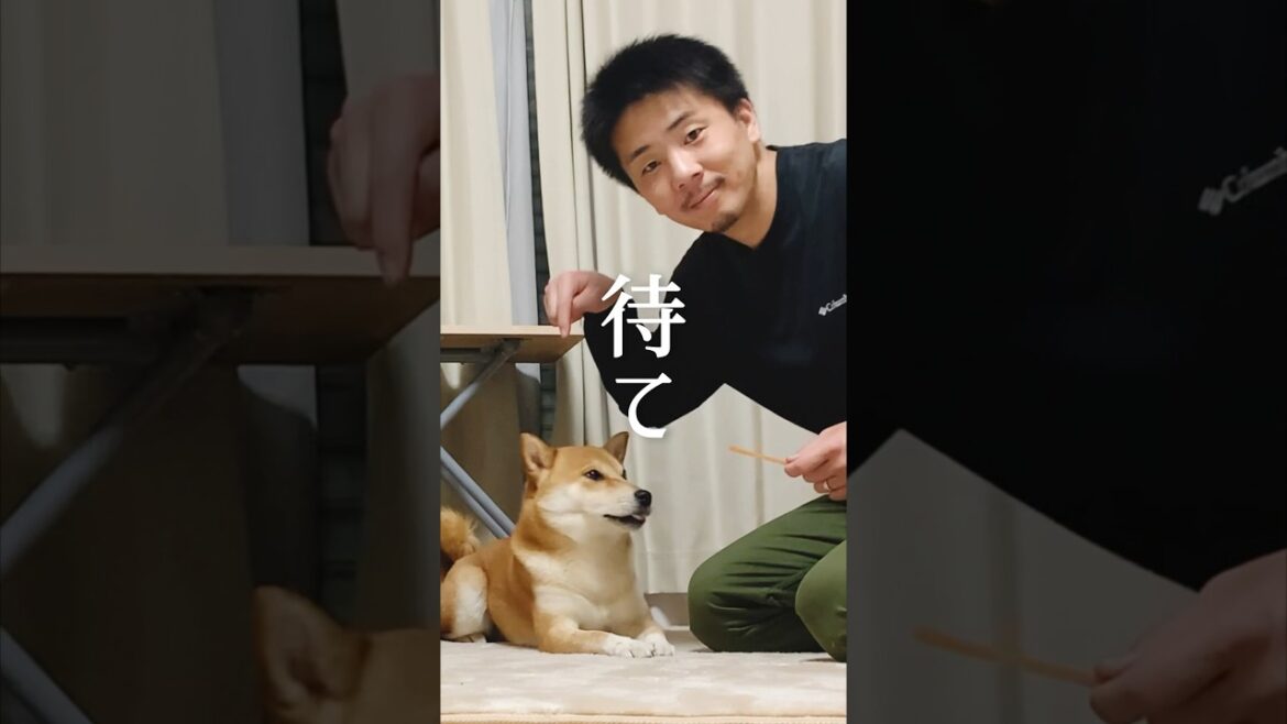 待たない柴犬の事情