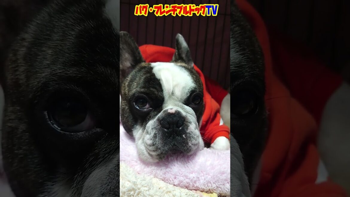 飼い主を見送る気がまったくない愛犬　フレンチブルドッグ『ぶーちゃん日記』