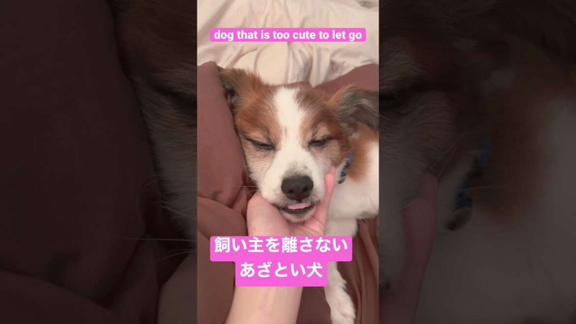 あざと過ぎる仕草を習得した犬【癒しパピヨン】 #dog #shorts