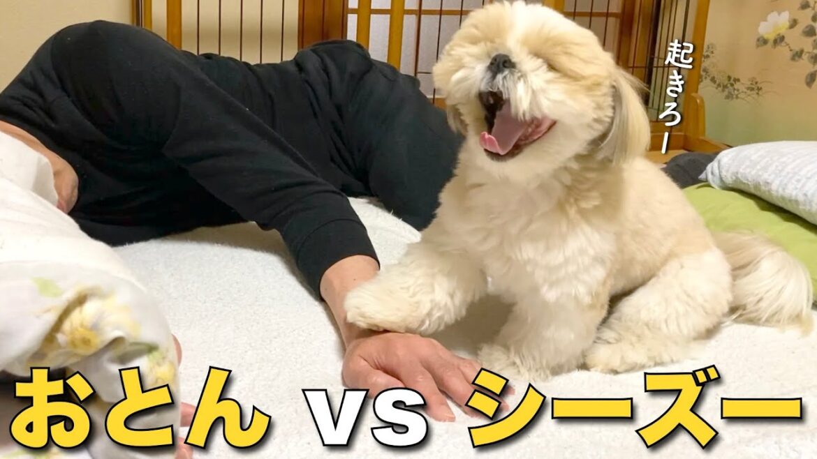 【シーズー】おとんvsシーズー、異種多頭飼いのプロレスから始まる休日の朝！www【248】