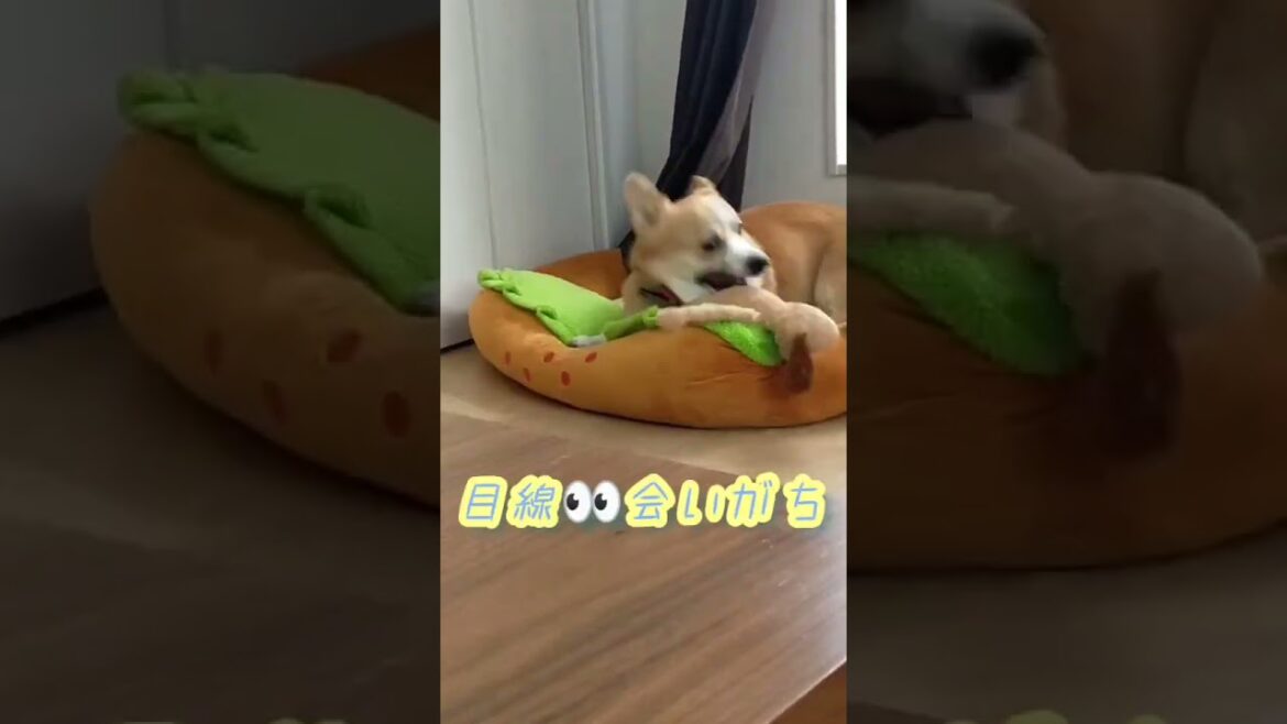 コーギーによる朝の儀式  /  Morning Ritual by Corgi  #shorts #犬のいる暮らし #corgi