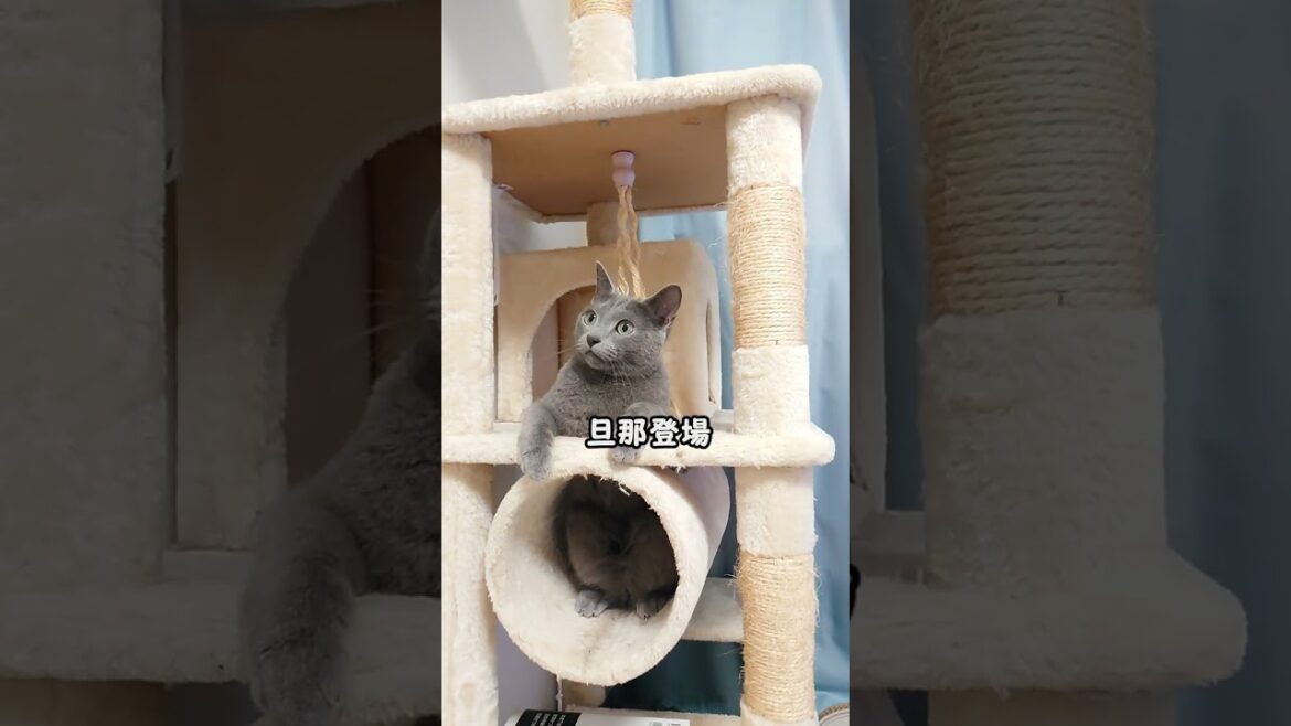 【猫動画】旦那が来ると遊ぶのを止めるロシアンブルー【russianbule】Russian blue stops playing when husband comes　#shorts
