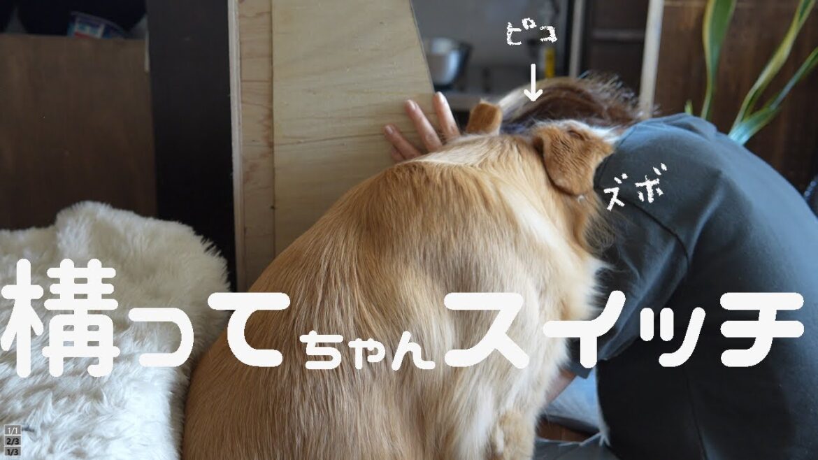 突然構ってちゃんスイッチが入ったゴールデンレトリバー