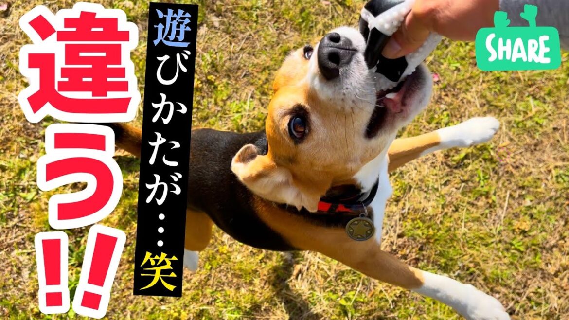 いろいろ間違ってるビーグル犬が愛らしい