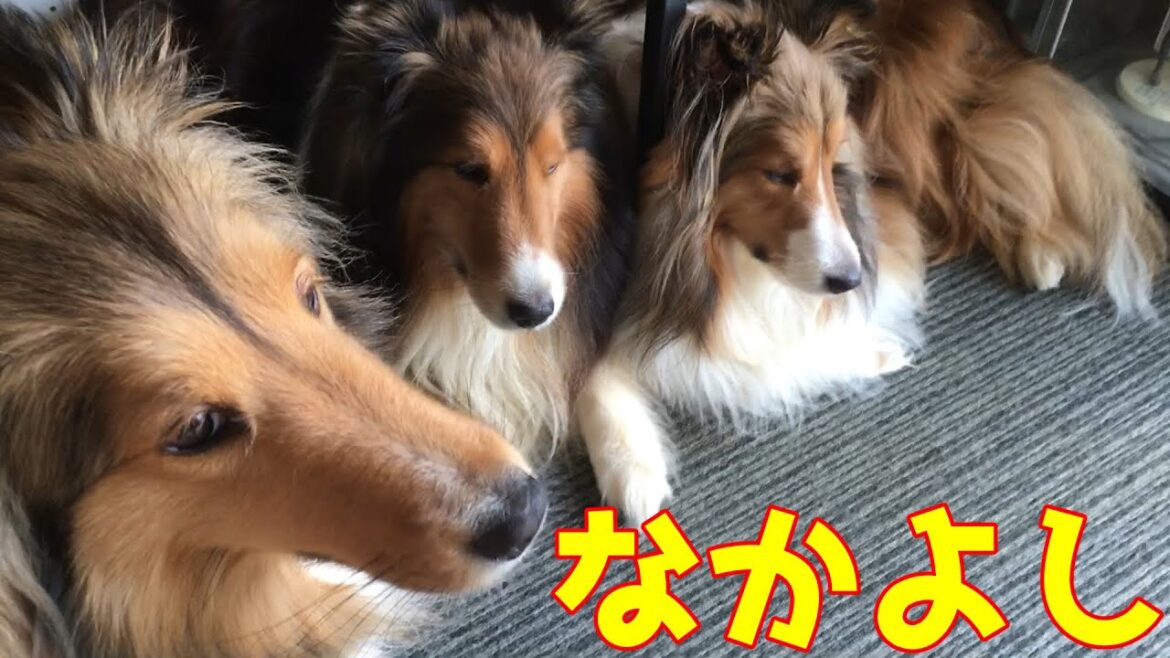 【シェルティ】仲良し瑞鶴長門💕【遊びたい雪風】