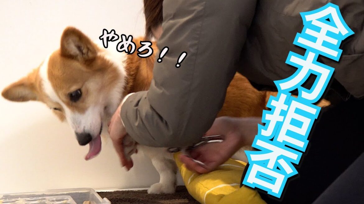 9年間飼い主に爪切りさせてくれなかった愛犬の爪が切れた日！