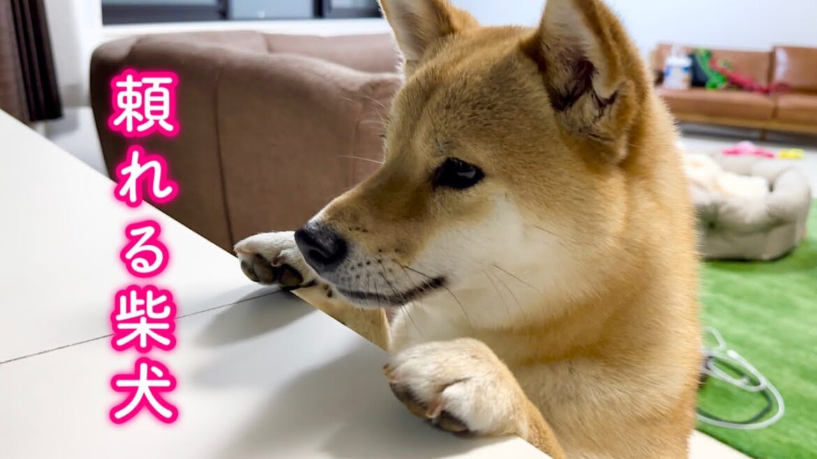 激しい爆発音に勇敢に立ち向かい原因を探る逞しい柴犬