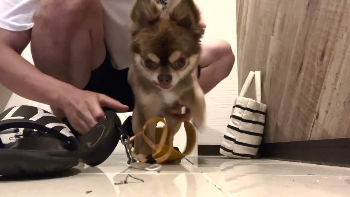 ルーティンを切り抜かれたロングコートチワワ【Chihuahua】