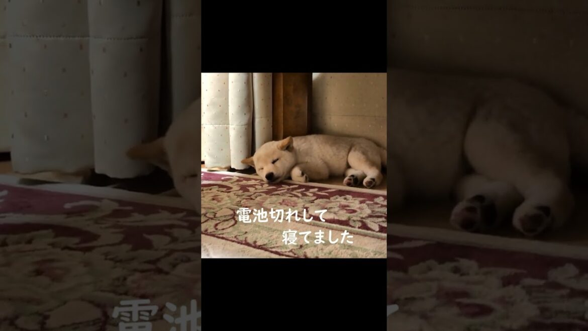 初めて子犬の柴犬をお迎えして一生大事にすると誓った姿がこちら！