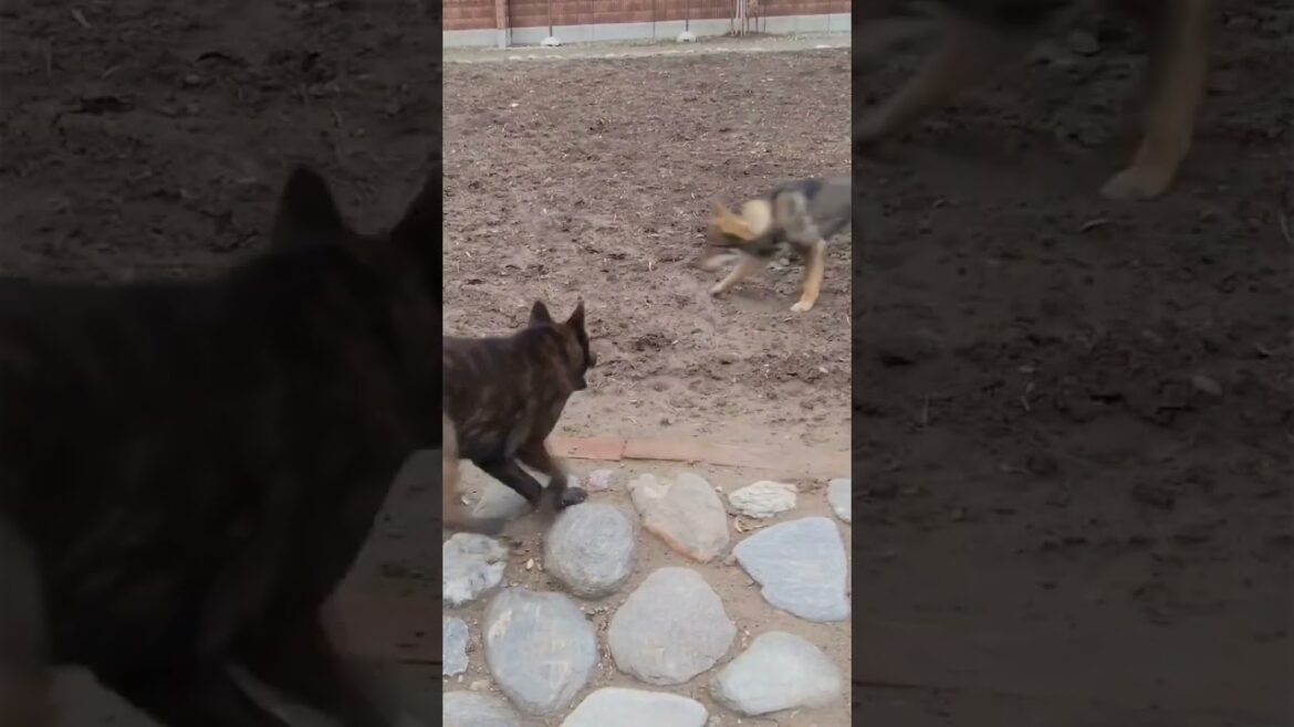 【甲斐犬】VS【四国犬】 #日本犬物語 #松ごり #猟犬 #四国犬 #甲斐犬 #狩猟 #日本犬 #猪 #dog#japandog