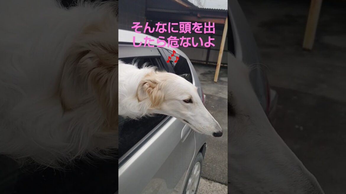 思いっきり頭を出す ボルゾイ🐶🎶