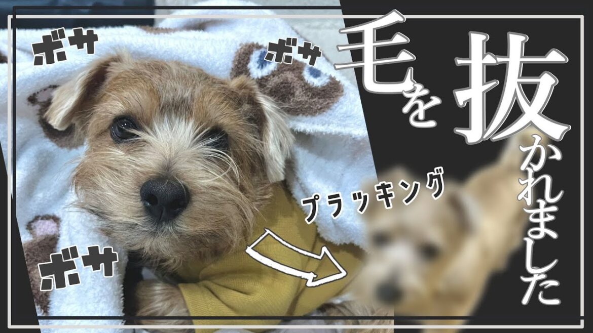 【プラッキング】抜かれまくってはげちょろびんが帰ってきた【ノーフォークテリア】