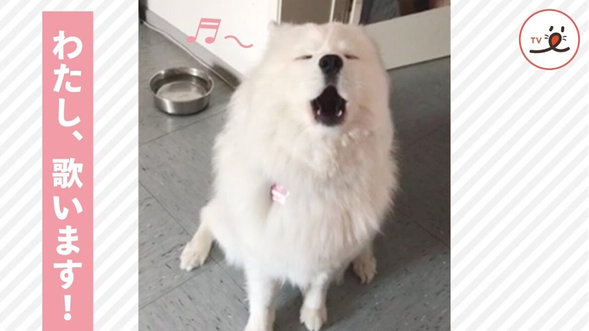 想いよ届け‼︎ カワイイ声で一生懸命歌ってくれるサモエドさん♡【PECO TV】
