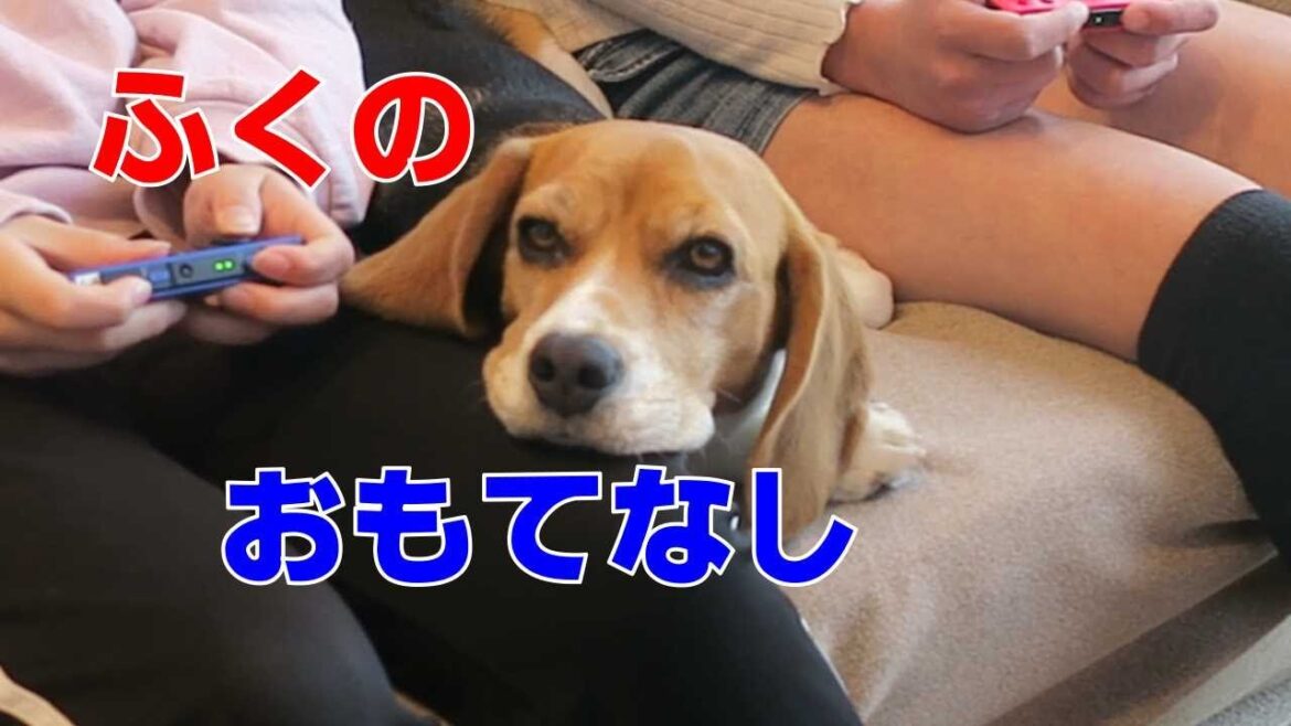 おもてなし 【おてんばビーグルふくちゃん】その234