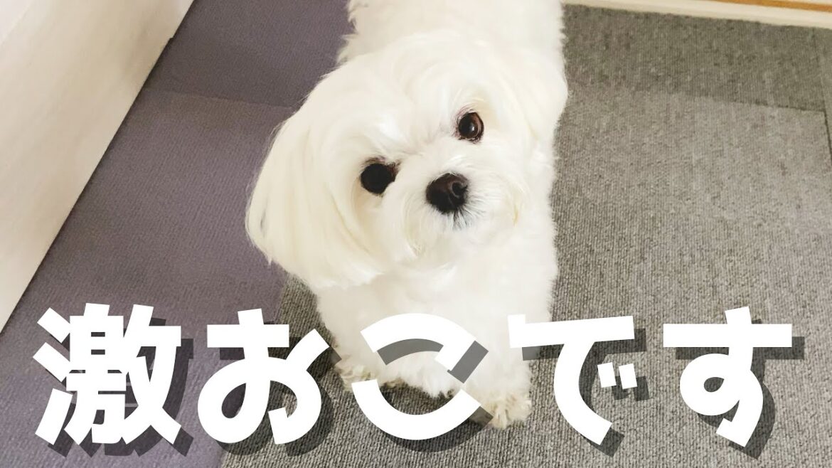 ばぁばが出かけようとするとめちゃくちゃ怒る犬が超絶可愛い【マルチーズ】