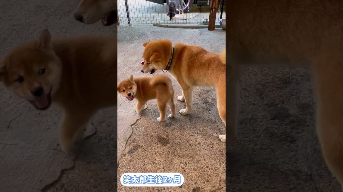 変わらずずっと兄柴犬が大好きな子犬(巨) #shorts #柴犬 #子犬