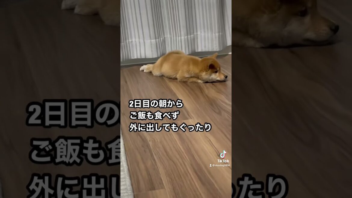 致死率98%の病気と診断されました。　※YouTube動画とTikTokで長文の説明してます。※現在は奇跡的に完治しました。　#豆柴 #柴犬 #子犬 #パルボウイルス