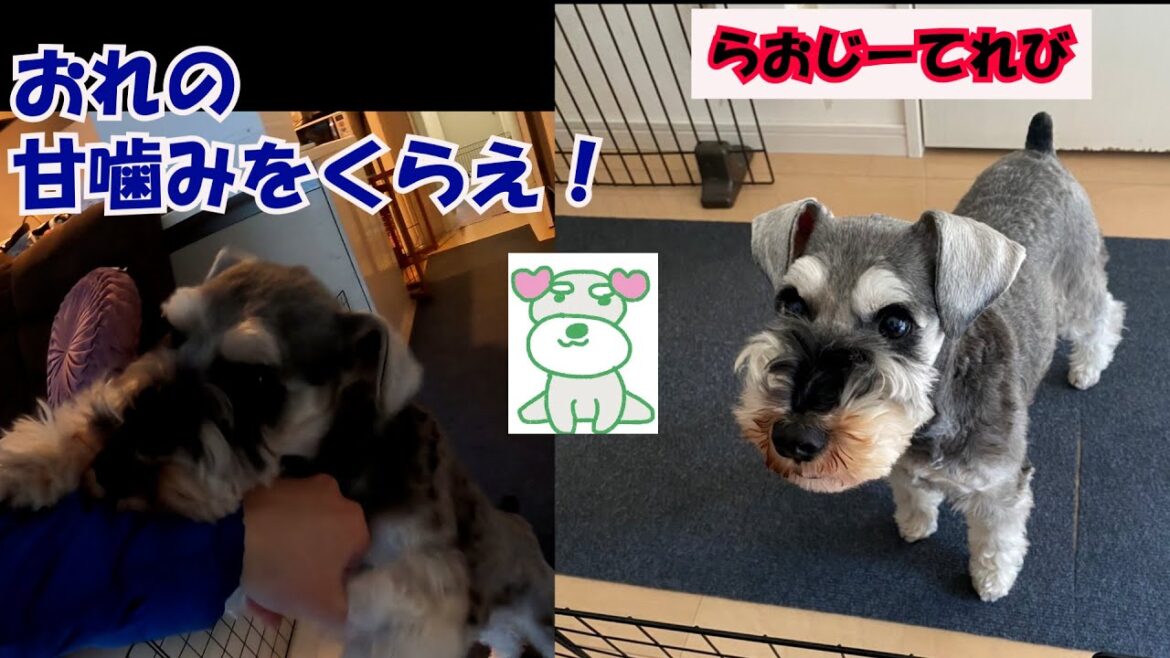 【犬の成長】ミニチュアシュナウザーの覚悟!らおじーてれび 【犬の成長】ミニチュアシュナウザーの覚悟!らおじーてれび