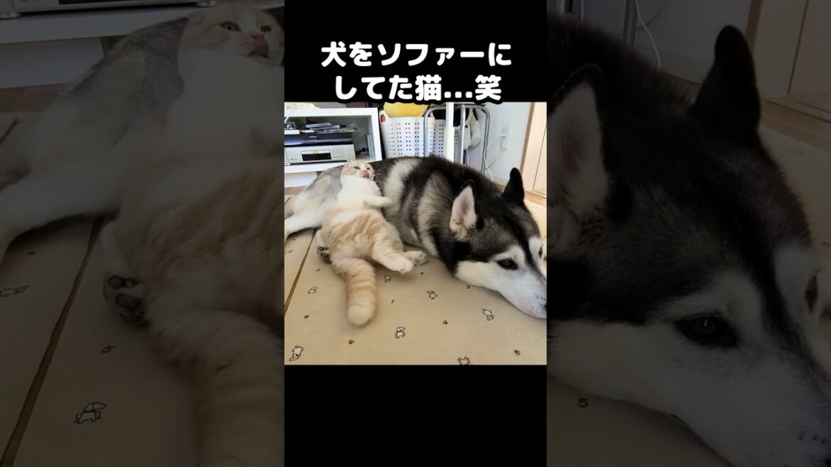 こっそり犬をソファーにしてた猫がこちら...笑 #猫 #shorts